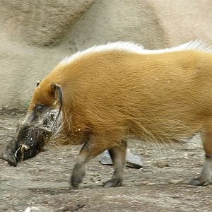 red river hog