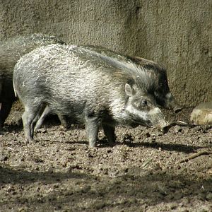 visayan warty pig