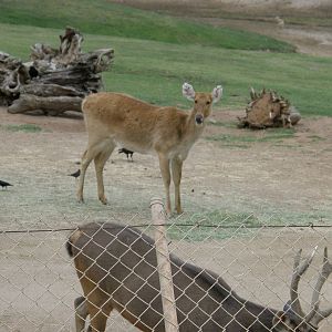 san_diego_2009_set_2_160