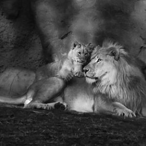 Lion pride - father and cubs