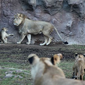 Lion pride - father and cubs
