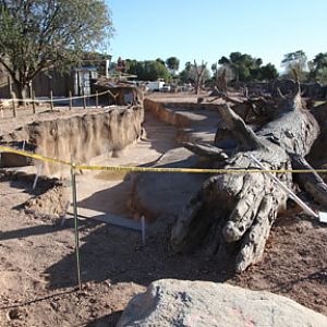 elephant exhibit - first look