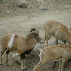 san_diego_2009_set_2_143