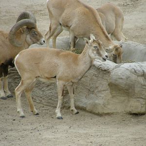 san_diego_2009_set_2_144