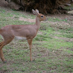 steenbok