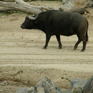 cape buffalo