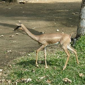 gerenuk