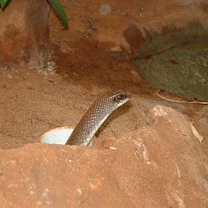Johannesburg Zoo - Oct 2011