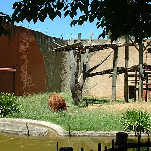 Johannesburg Zoo - Oct 2011
