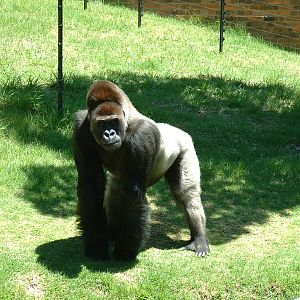 Johannesburg Zoo - Oct 2011