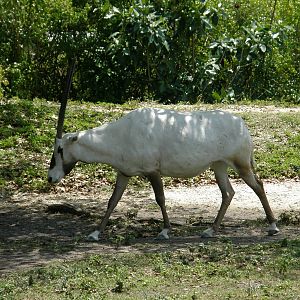 arabian oryx