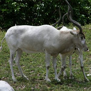 addax
