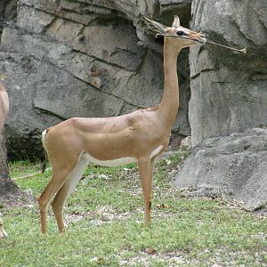 gerenuk