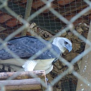Harpy eagle