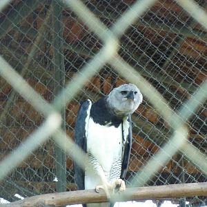 Harpy eagle