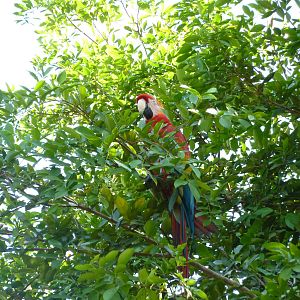 Escaped scarlet macaw