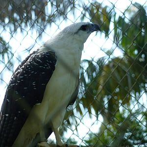 Mantled hawk