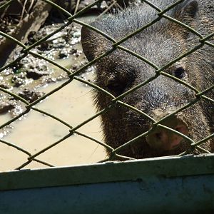 Collared peccary