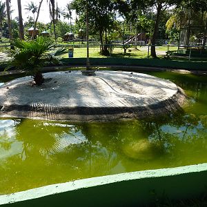Amazon turtle pool