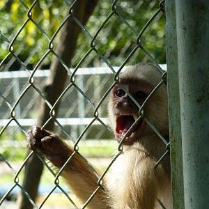 White-fronted capuchin
