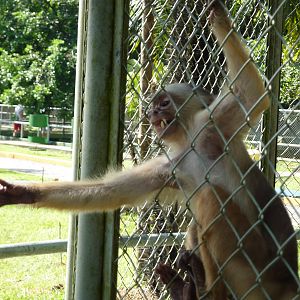 White-fronted capuchin