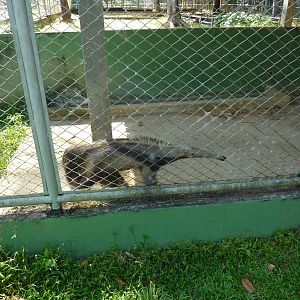 Young giant anteater
