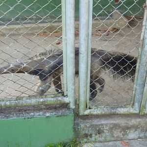 Young giant anteater
