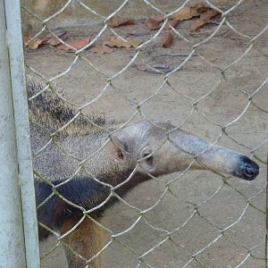 Young giant anteater