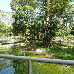 Caiman enclosure