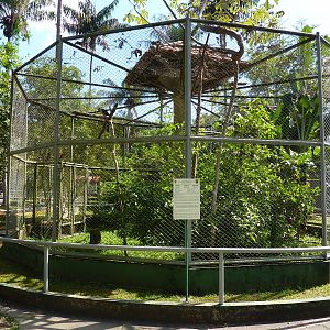 Crested eagle aviary