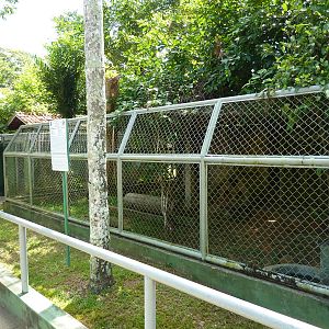 Tayra enclosure