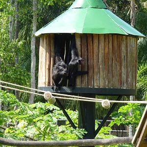 Red-faced spider monkey
