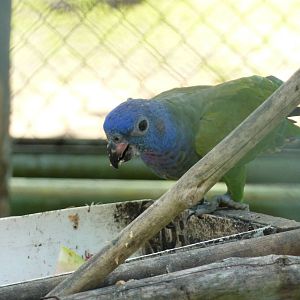 Blue-headed pionus
