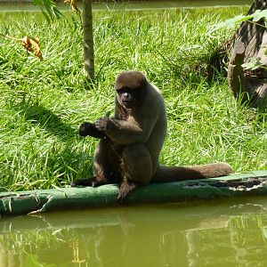 Woolly monkey