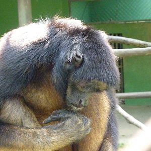 White-fronted spider monkey