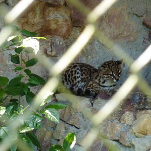 Margay