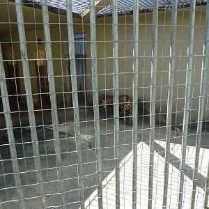 Jaguar 'indoor' enclosure