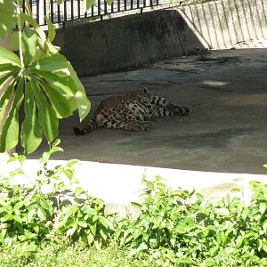 Jaguar