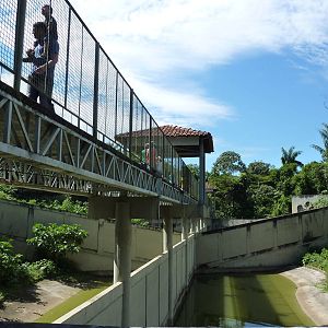 Bridge over big cat complex