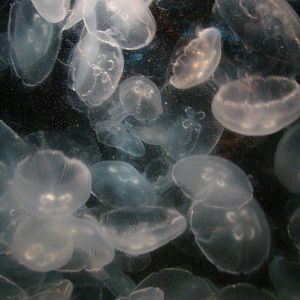Aquarium of the Pacific - Moon Jellies
