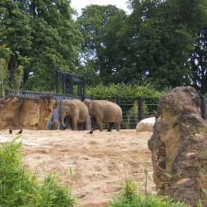 View of Elephants in the new enclosure taken 14/07/2007