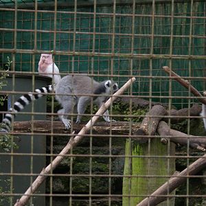 lemurs and cockatoos