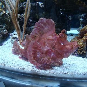 Aquarium of the Pacific - Live Coral Tank fish