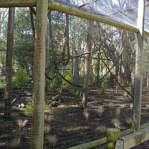 old capuchin cage