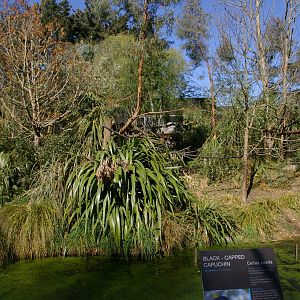 capuchin island, 2008