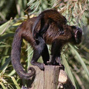 Black-capped Capuchin