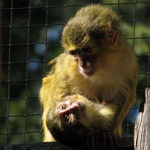 Gabun talapoin at Prague zoo