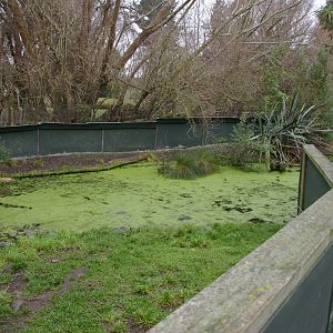 Small-clawed Otter enclosure