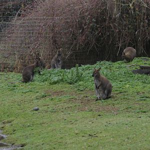 Red-necked Wallabies