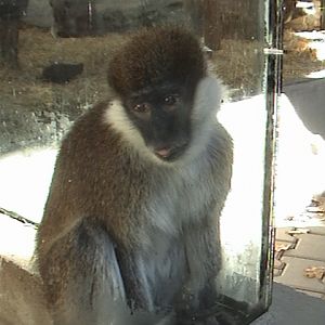 Jihlava Zoo Bale Mountains Vervet